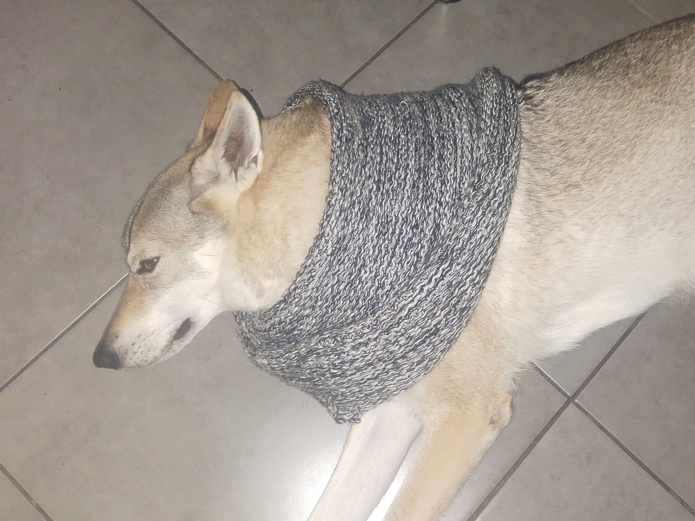 Dog wearing a gray knitted cowl on a tiled floor