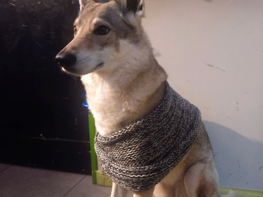 Dog wearing a scarf in an outdoor setting