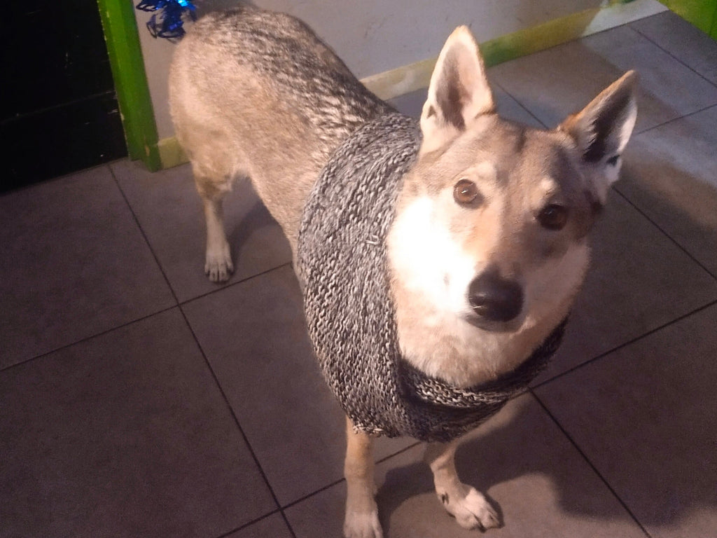 Dog wearing a scarf on a tiled floor