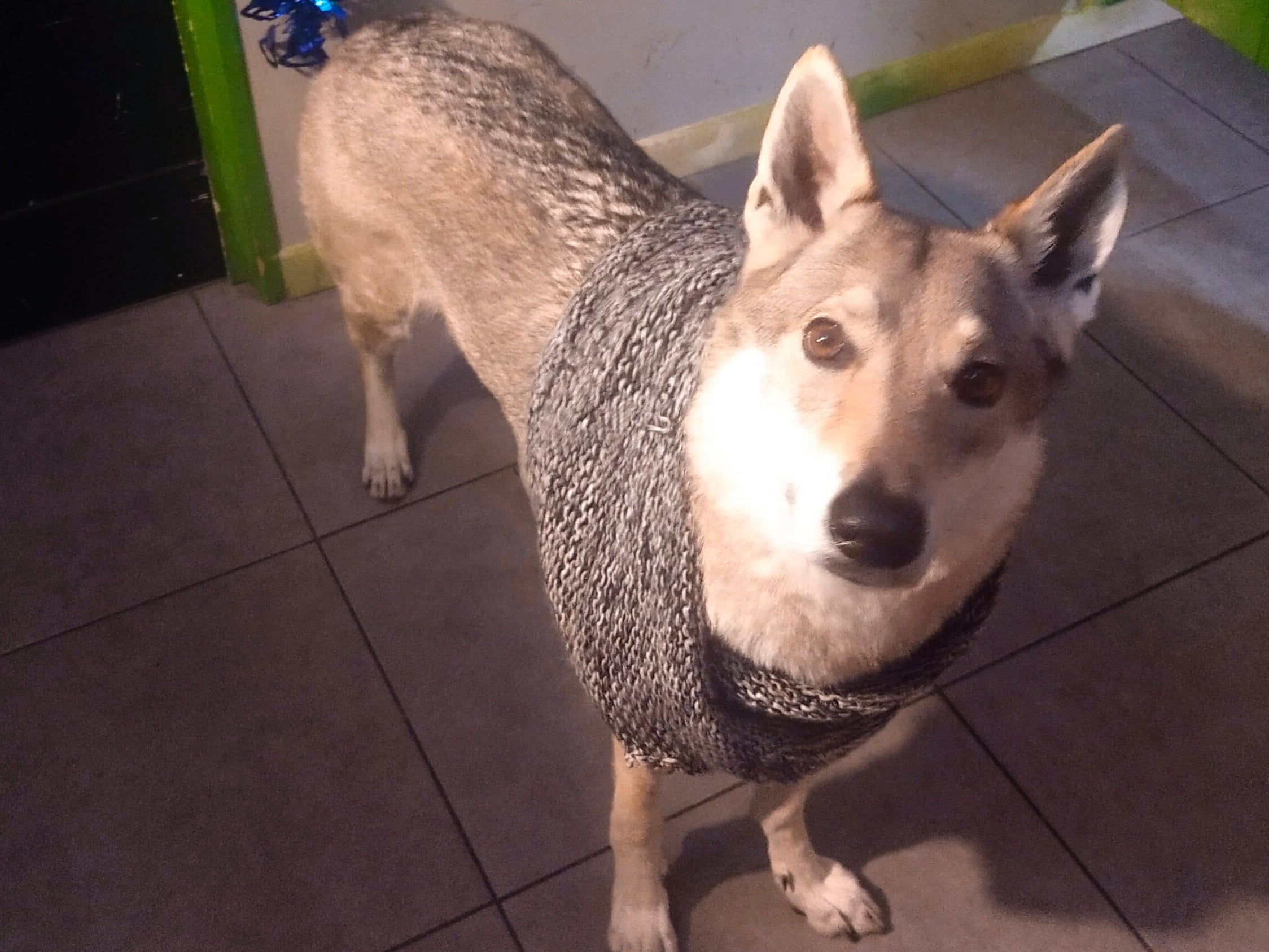 Dog wearing a scarf on a tiled floor