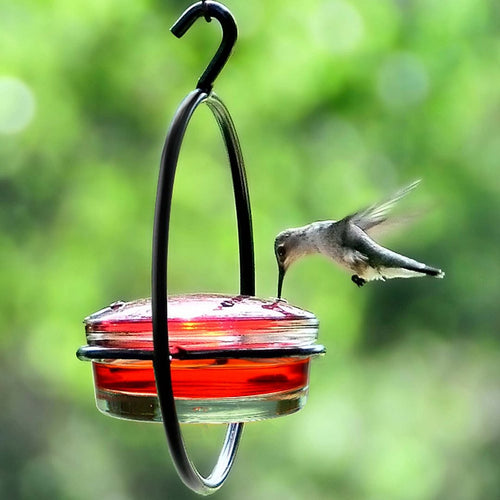 Hummingbird feeding from a red hummingbird feeder against a green blurred background